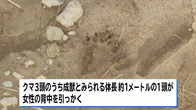 秋田・岩手・山形、各地でクマに襲われ計3人けが|TBS NEWS DIG