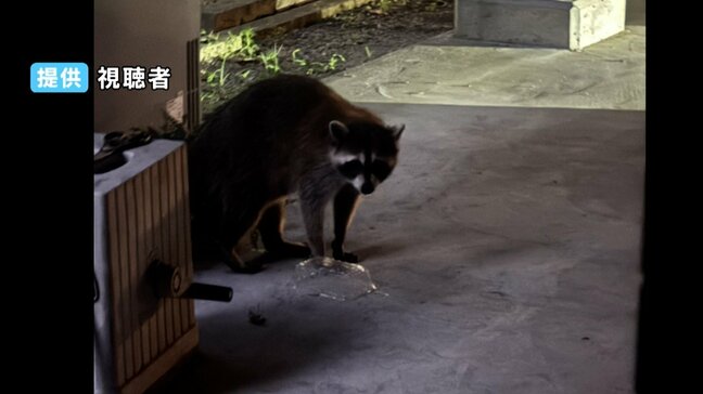 住宅街にアライグマ⁉ 「首にまとわりついて離してくれない」犬の散歩中に全身を噛まれた女性が語る当時の様子…周辺住民も畑を荒らされる被害に...もしアライグマと遭遇したら?【岡山】|TBS NEWS DIG