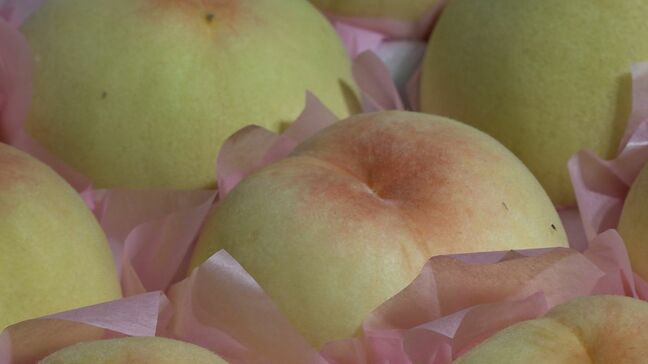 JA岡山が岡山県産の白桃とブドウを特別価格で販売　エキチカひろばで18日から3日間【岡山】|TBS NEWS DIG