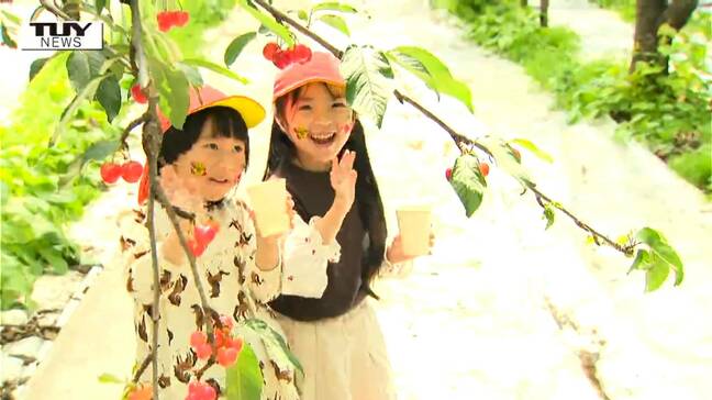 早くも!?さくらんぼ観光果樹園オープン 温室で育てたさくらんぼは「あまーい!」でも物価高騰の影響が・・・(山形・東根市)|TBS NEWS DIG
