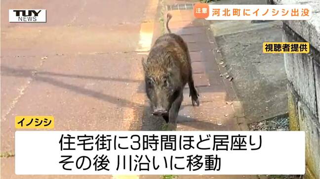 【動画】警察がスコップ持ち追いかけ…住宅街にイノシシ出没 3時間ほど居座り川沿いに移動(山形・河北町)|TBS NEWS DIG