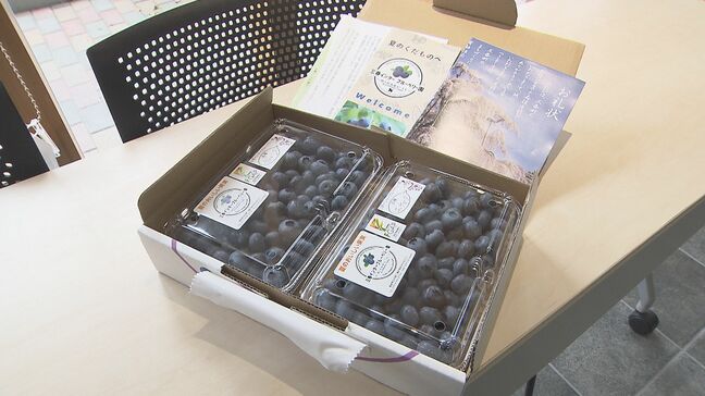 「みずみずしい甘さとさわやかな酸味」特産のブルーベリー、ふるさと納税返礼品を出荷　福島・三春町|TBS NEWS DIG