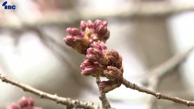 暖かい朝も開花の便りは・・・盛岡市の天然記念物・石割桜はつぼみが膨らんだ状態に|TBS NEWS DIG
