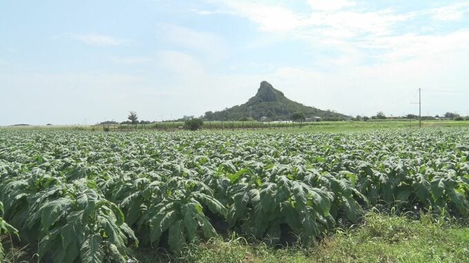 沖縄有数の葉タバコ産地の伊江島で収穫作業始まる|TBS NEWS DIG