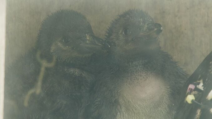 徳山動物園にペンギンのヒナ誕生　今年３羽目　名前の投票も始まる　山口　|　山口のニュース・天気・防災｜tys NEWS｜ｔｙｓテレビ山口