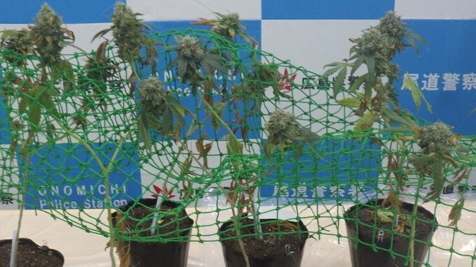 自宅で大麻草を育てた疑い　会社員の男（28）を現行犯逮捕　外出したところ 捜査員が声かけ捜索　広島県警　|　RCC NEWS | 広島ニュース | RCC中国放送