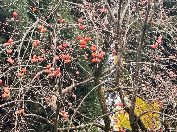 駅の近くに出没の体長60センチのクマ　緊急銃猟で駆除（山形・庄内町）　|　山形のニュース│TUYテレビユー山形