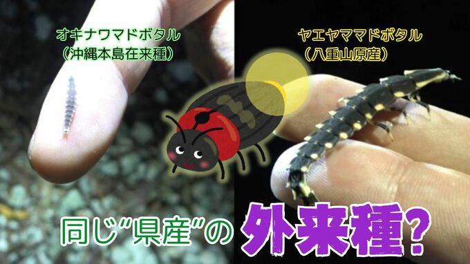 同じ県内なのに“外来種”？ 八重山原産のホタルが沖縄本島で広がり北上のおそれ… 県が防除に本腰|TBS NEWS DIG