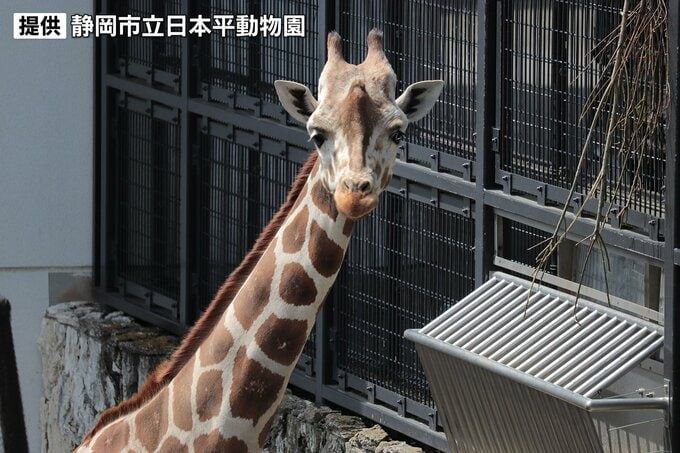 キリンの「ダイヤ」天国へ　好奇心旺盛の人気者でアメリカバイソンと仲良しー静岡・日本平動物園|TBS NEWS DIG