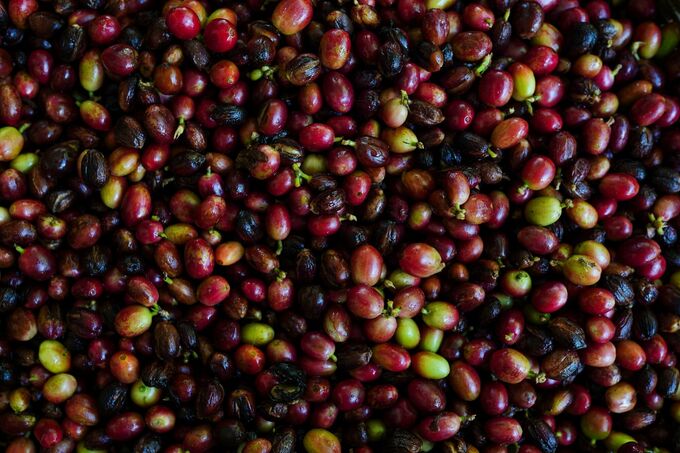 アラビカ種コーヒー生豆先物、ロブスタ種との価格差拡大－供給懸念で