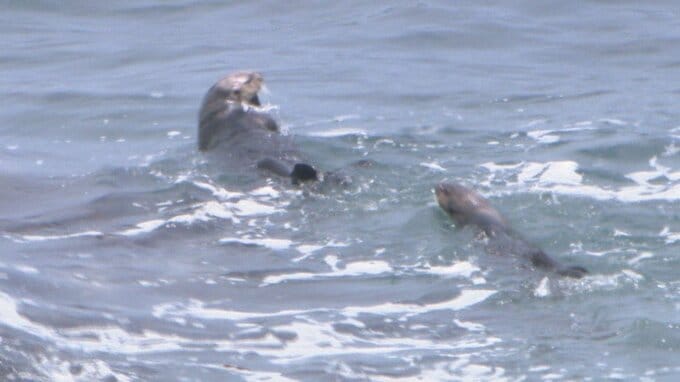 速報　ラッコの死骸から高病原性鳥インフルエンザウイルス確認　ラッコの感染確認は国内初　海鳥と生息地が重なっていることが影響か　北海道浜中町|TBS NEWS DIG