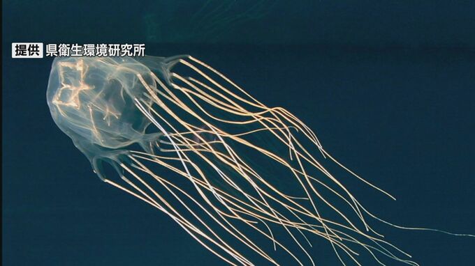 ハブクラゲに注意！　県が発表 過去には死亡例も|TBS NEWS DIG