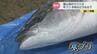 ”寒ブリ宣言”はいつに　氷見市民待望も富山湾への回遊はまだ　石川では１本２００万円　氷見vs能登も過熱？　富山　|　富山のニュース｜天気・防災｜チューリップテレビ
