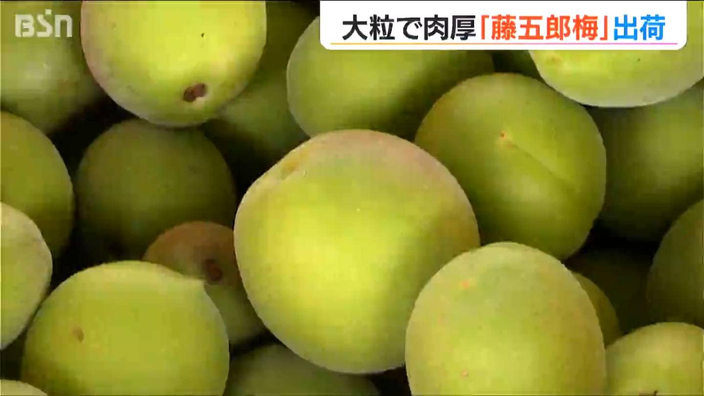 たっぷりの“果汁”が特徴 大粒で肉厚な特産の『藤五郎梅』 梅干しや梅酒