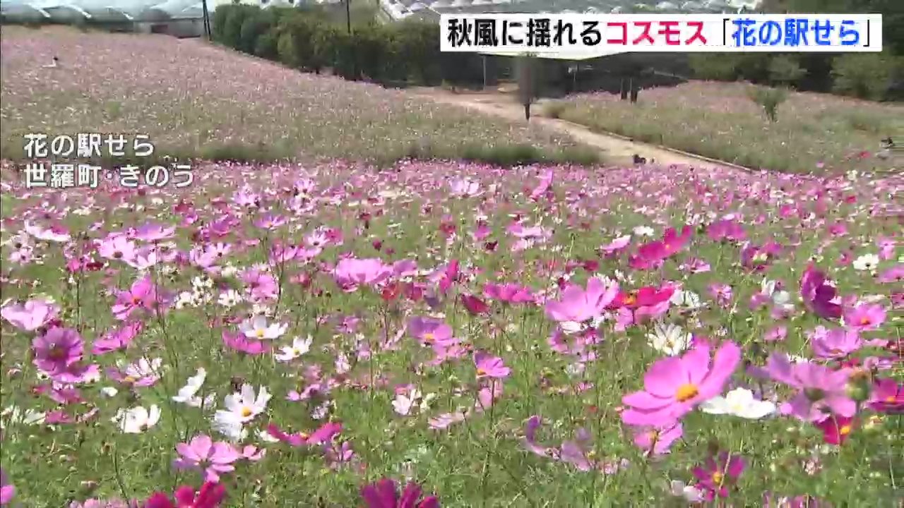 秋風に揺れるコスモスが見ごろ 花の駅せら 広島 世羅町 Tbs News Dig