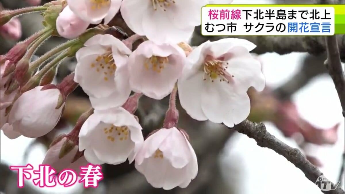 桜が散ったので値下げします　はい　値下げします 今日の桜】桜前線が本州最北の青森県下北半島にも到達！ むつ市の