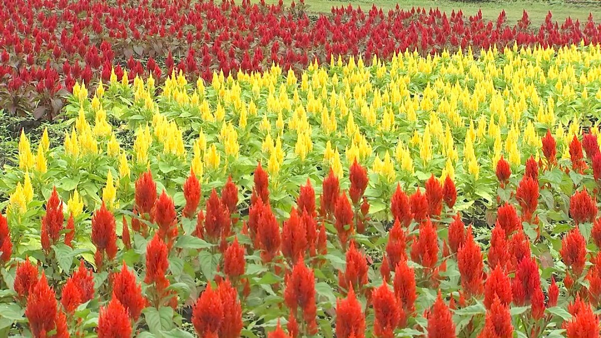 くじゅう花公園で秋の花々満開 7万本のケイトウとセンニチコウが来園者