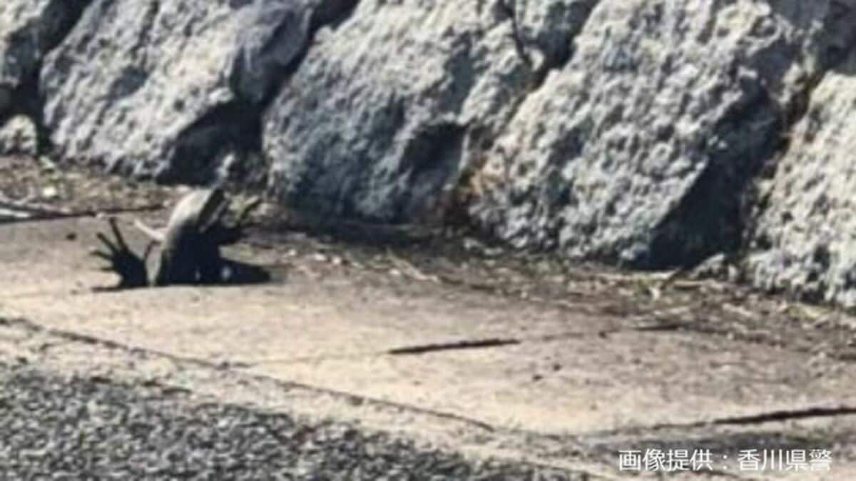 小豆島で体長約60センチの大型トカゲついに捕獲 23日に目撃され騒ぎに