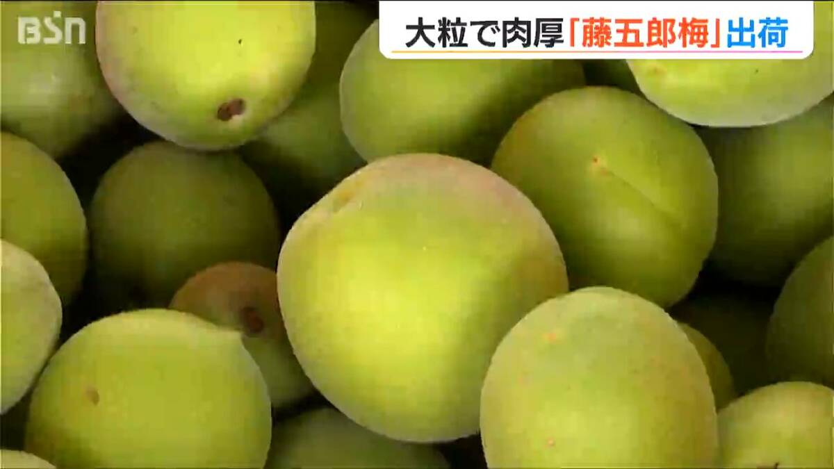 たっぷりの“果汁”が特徴 大粒で肉厚な特産の『藤五郎梅』 梅干しや梅酒