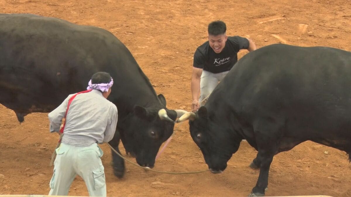 「ヒーヤヒーヤ！」GWに沖縄伝統の闘牛大会