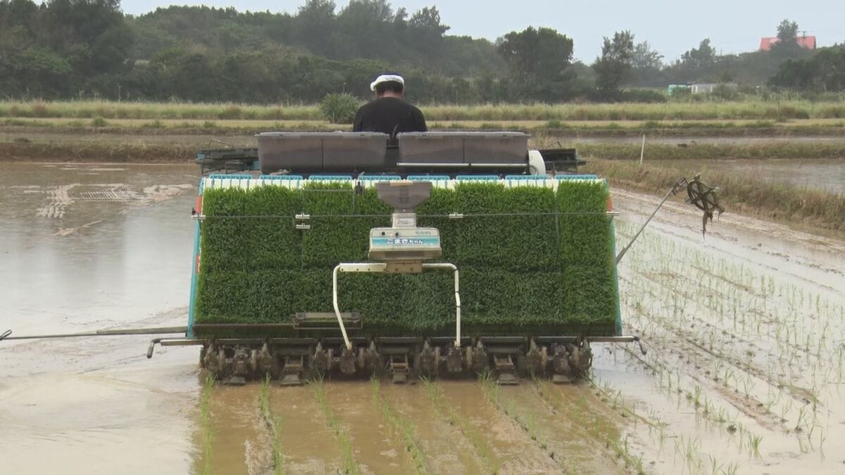 石垣島で早くも田植え始まる　6月初旬には「超早場米」として店頭に