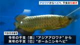 アジアアロワナ→ボールニシキヘビ…「実りある一年に」干支の引継ぎ式 | 高知のニュース・天気|KUTV NEWS | KUTVテレビ高知