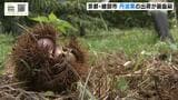 秋の味覚「丹波栗」出荷ピーク迎える ツヤのある大粒の実は『例年通りの品質』 京都・綾部市|TBS NEWS DIG