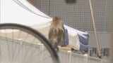 「植え込みの中からサルが出てきた」小4男児が登校中サルに襲われ軽傷　おととい（12日）以降、サルの目撃情報相次ぐ　福岡|TBS NEWS DIG