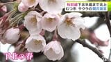 【今日の桜】桜前線が本州最北の青森県下北半島にも到達！　むつ市のサクラの名所「水源池公園」でソメイヨシノの開花宣言「海上自衛隊の護衛艦と一緒に桜を見られる県内唯一の場所」【2026年4月16日】|TBS NEWS DIG