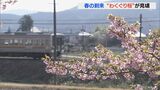 見頃の河津桜の並木を楽しみながらウオーキング 地元のボランティアが植樹 | 名古屋・愛知・岐阜・三重のニュース【CBC news】 | CBC web