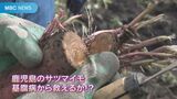 微生物の力で基腐病からサツマイモを救え! 鹿大などで研究進む | 鹿児島のニュース|MBC NEWS|南日本放送
