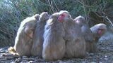 「約100匹のサルが “団子” に」厳しい冷え込みの中、小豆島の冬の風物詩 朝から何度も「サル団子」【香川】 | 岡山・香川のニュース | 天気 | RSK山陽放送