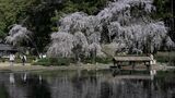 江戸時代から続く禅寺・曹源寺の遅い春　樹齢80年を超えるしだれ桜が満開【岡山】　|　岡山・香川のニュース | 天気 | RSK山陽放送