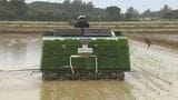 石垣島で早くも田植え始まる　6月初旬には「超早場米」として店頭に　|　沖縄のニュース｜RBC 琉球放送