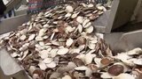 2024年の青森県内の漁獲量11万7000トン余 前年よりも1000トン増も統計開始以降ワースト2位の少なさ 夏の猛暑でホタテ大量死など | 青森のニュース│ATV NEWS│青森テレビ