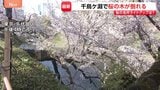 東京・千代田区の千鳥ヶ淵で桜の木1本が根本から折れる　けが人なし　千鳥ヶ淵緑道では「さくらまつり」開催中　ライトアップ実施を判断へ|TBS NEWS DIG