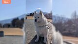 富士山背景にサモエド写真「まるで天使！？」奇跡の1枚にSNSで4.8万いいね！|TBS NEWS DIG