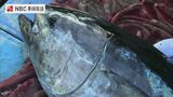 中トロ 大トロ 赤身が人気!養殖クロマグロの出荷最盛期 | 長崎のニュース | 天気 | NBC長崎放送