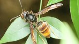 福岡定着の“ターニングポイント”ツマアカスズメバチ50匹~福岡県で新たに確認|TBS NEWS DIG