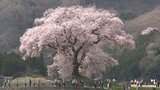 今が満開! 圧倒的な存在感を誇る「わに塚の一本桜」 山梨・韮崎市 | 山梨のニュース | UTYテレビ山梨