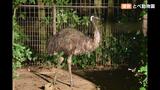 動物園でエミュー脱走、その後死ぬ パニックで柵に体当たりし隙間から外へ…　|　愛媛のニュース - Nスタえひめ｜あいテレビは6チャンネル