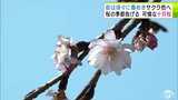 春に向けて「わくわく、ドキドキ感がたまらない」青森県弘前市の商店街で街路樹の「十月桜」が一足早く咲き始め　春めく街並み　|　青森のニュース│ATV NEWS│青森テレビ