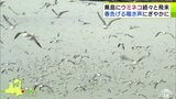 春を告げる鳴き声響く「すごいですね。距離が近くて」蕪島に『ウミネコ』続々と飛来 蕪嶋神社の弁財天の使い 青森県八戸市 | 青森のニュース│ATV NEWS│青森テレビ