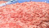 「日本の特産と意識して」“駿河湾の宝石”サクラエビ回復傾向に 漁業者一丸で続ける自主規制に効果【静岡】|TBS NEWS DIG