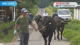 600頭超エントリーからわずか13枠 「和牛五輪」鹿児島県代表目指す 畜産農家の取り組み | 鹿児島のニュース|MBC NEWS|南日本放送