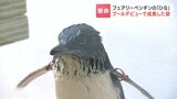 29gから835gへ　一生懸命泳ぐ姿が愛くるしい！フェアリーペンギンのひな「プールデビュー」の一部始終　|　北海道のニュース｜HBC北海道放送