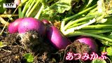 江戸時代には幕府に献上 伝統野菜「あつみかぶ」が収穫の最盛期 美味しさの秘訣は肥料となる "灰” (山形・鶴岡市) | 山形のニュース│TUYテレビユー山形