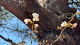 【速報】全国トップを切って高知でサクラ開花発表 平年より1日遅く | 高知のニュース・天気|KUTV NEWS | KUTVテレビ高知