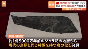 中国・福建省でジュラ紀の鳥類化石を発見　鳥類の起源が“2000万年近くさかのぼる”こと示す|TBS NEWS DIG