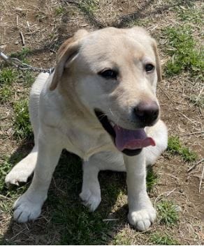 「やんちゃな一面も」愛称はヒマワリをイメージした「サン」直轄警察犬に生後11か月のラブラドールが初の仲間入り　活発で人好きな性格が決め手に　訓練重ね年度末めどに一線に投入へ　長野県警|TBS NEWS DIG